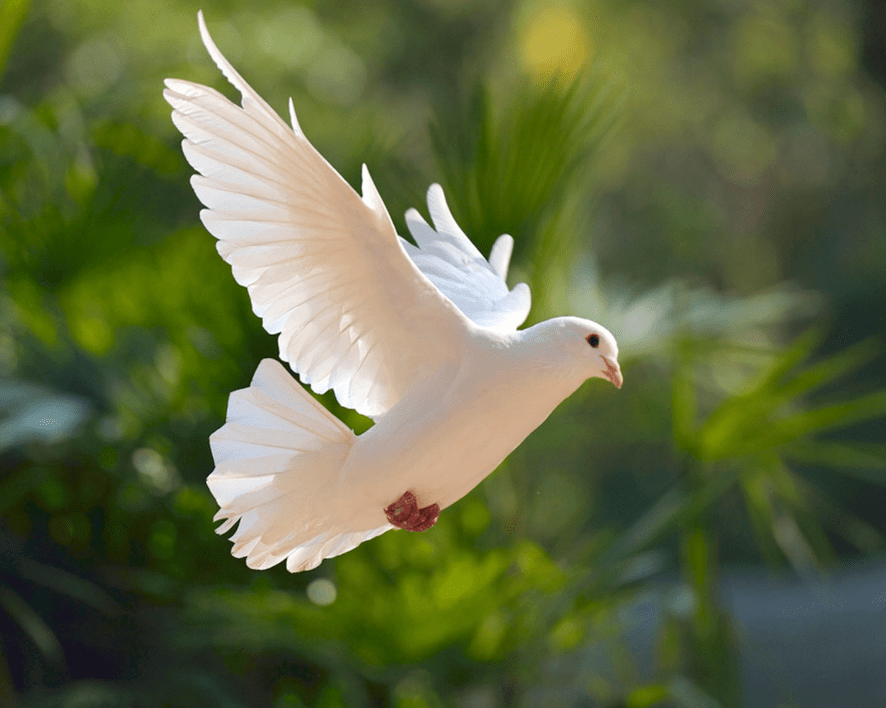 On A Wing And A&nbsp;Prayer